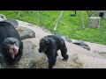 Belfast zoo 2019 chimpanzee fight