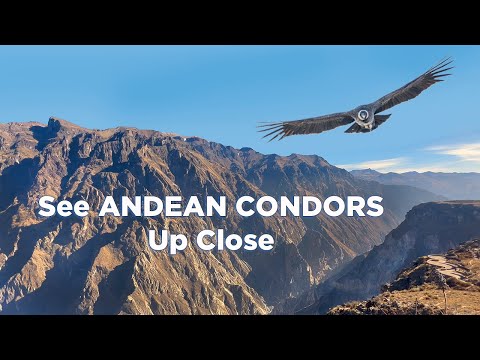 Video: Colca Canyon, Peru Reisgids