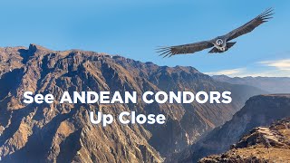 Colca Canyon In Peru 5 Tips For Spotting Andean Condors