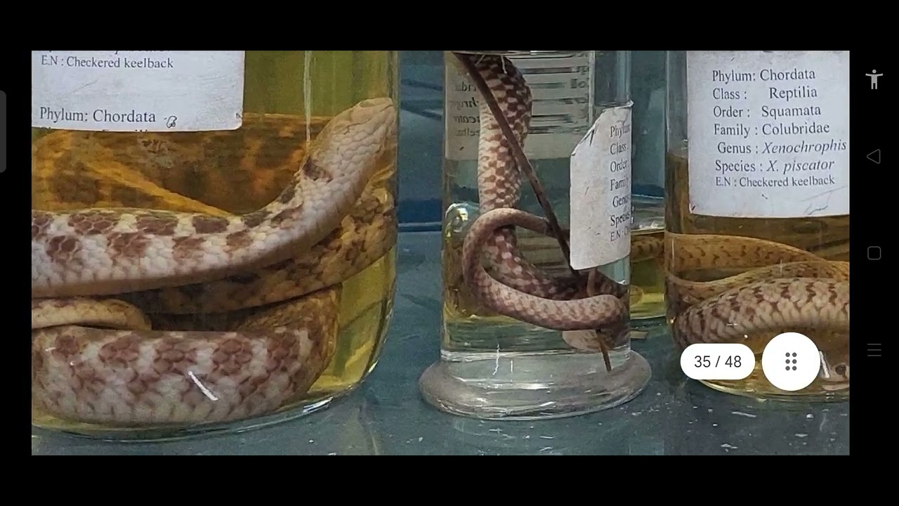 Reptilia (Snakes ) museum species identification, Scientific Name and Common Name 