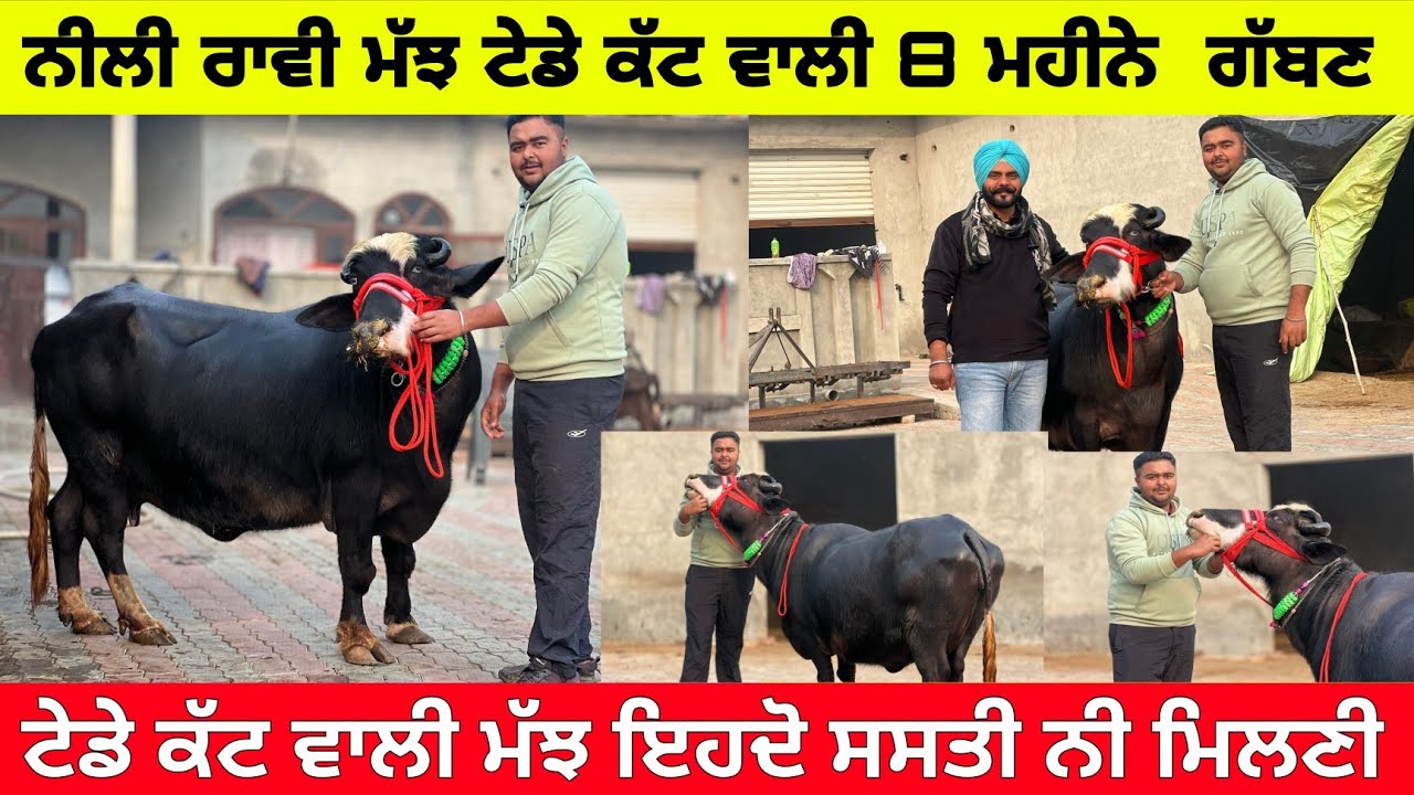 ਗੁਰਲਾਲ ਕੋਲ 1 ਮੱਝ ਨੀਲੀ ਰਾਵੀ ਟੇਡਾ ਕੱਟ ਮੁੱਲ ਬਿਲਕੁਲ ਜ਼ਾਇਜ ਪਿੰਡ ਡੱਲ (ਤਰਨਤਾਰਨ) 