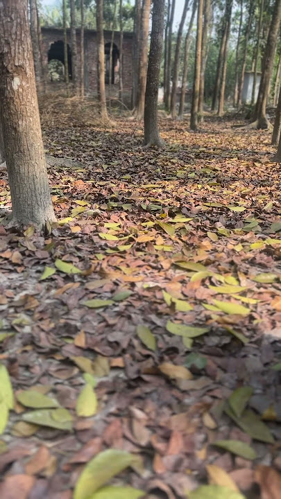 শুকনো পাতা #shorts