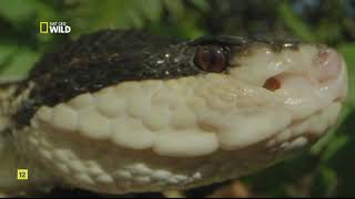 Las serpientes más letales de América - Documental