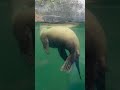 california sea lion at Dublin Zoo #ytshorts #ytviral #dublinzoo #animals #bigcat #wildlife
