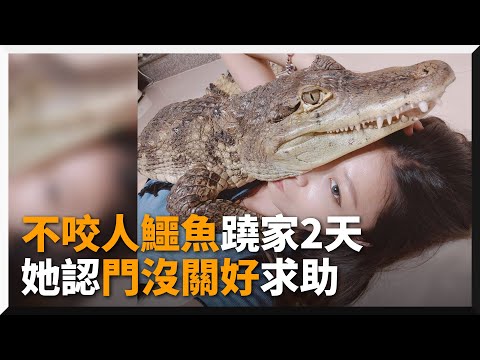 鱷魚蹺家2天找不到...正妹認門沒關好求協尋｜社會｜鱷魚｜協尋