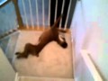 Lazy dog slides down stairs