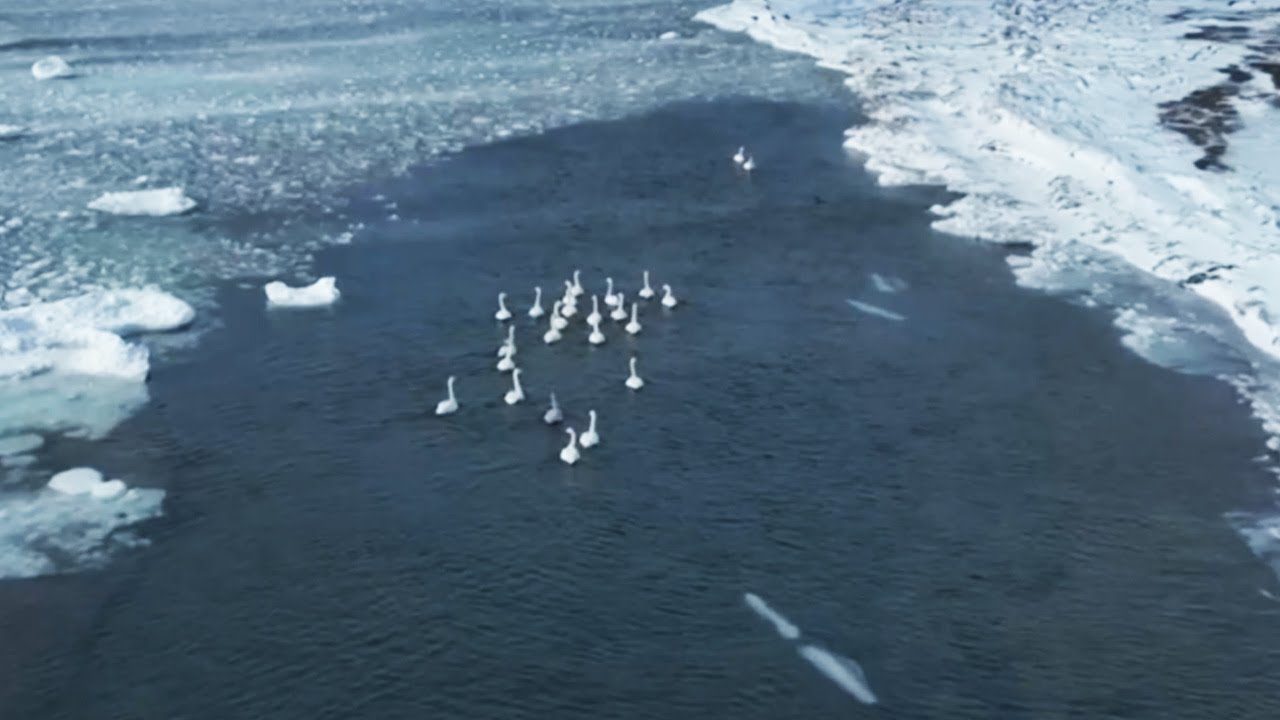 Стаи лебедей прилетели на курильский остров Итуруп