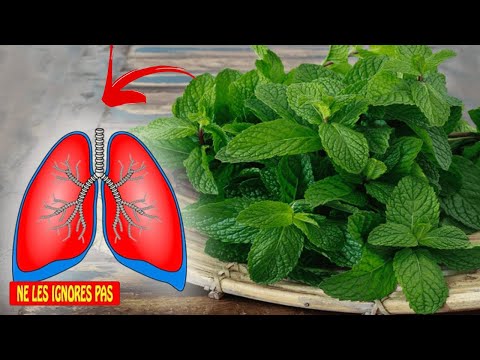 Vidéo: La Pulmonaire La Plus Douce