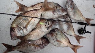 Jumbo Porgy Jigging  Find and Catch!