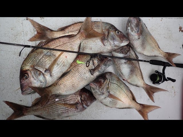 Blackfish Jigging - When Should You Set the Hook? 