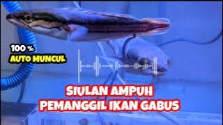 SIULAN PEMANGGIL IKAN GABUS || SANGAT AMPUH