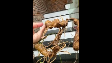 1 củ sâm Ngọc linh rừng 1 lạng 1 mời các bác siêu tầm gọi 0377965679 e Nguyệt nhé