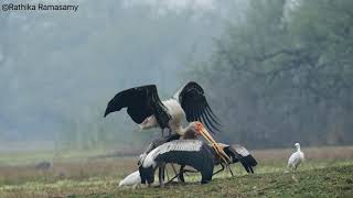 Painted Stork Mycteria Leucocephala
