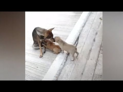 Fractured Street Dog Still Nursed And Loved Her Babies As Best She Could
