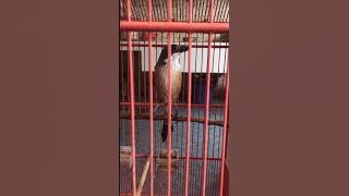 Cendet Ghost tembakan walang kecek