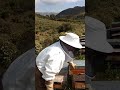 Abejas cosechando polen. Cazapolen funcionamiento
