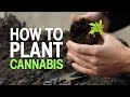 How to plant Cannabis