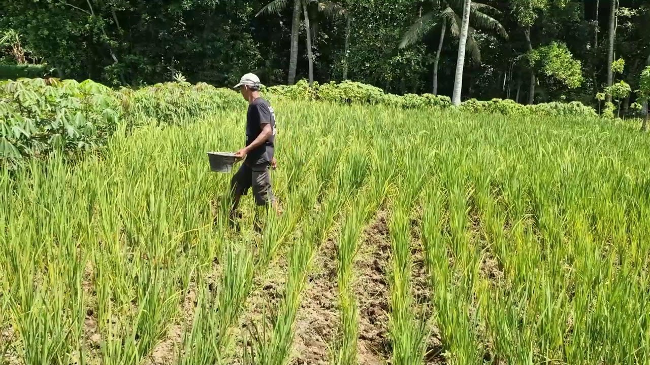 GENIUS RICE FARMING SECRET:HOW FARMERS APPLY PHONSKA MANUALLY FOR MAXIMUM YIELD!-Agriculture Farming