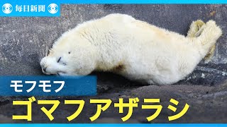 モフモフのゴマフアザラシ赤ちゃん　体重測定　沼津