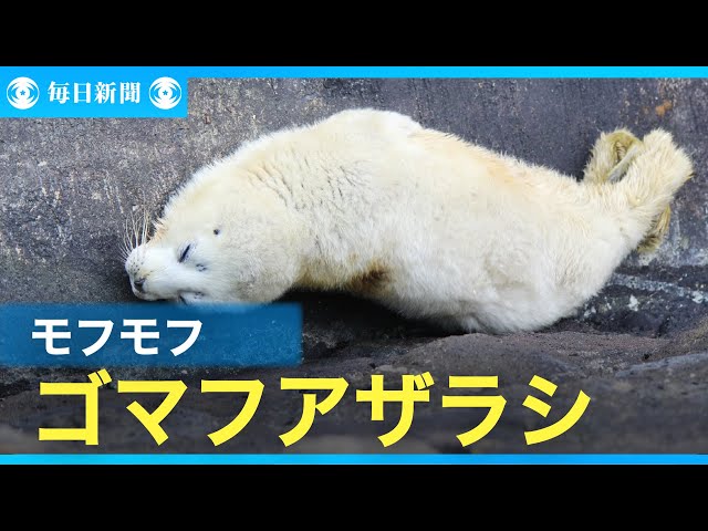 モフモフのゴマフアザラシ赤ちゃん 体重測定 沼津 - YouTube