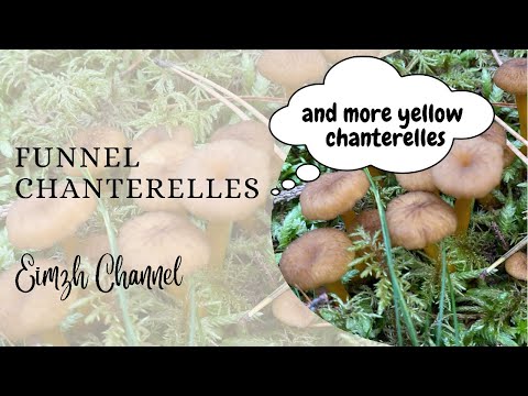 Video: Si Të Mbledhim Kërpudha Chanterelle