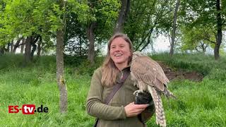 Wie ein Falke zum Haustier wird