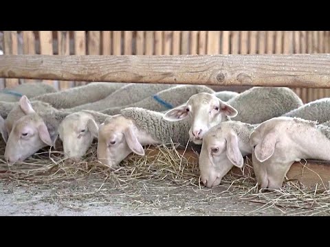 После наводнений на греческие молочные фермы обрушилась козья чума