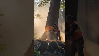 Arbol caido AI