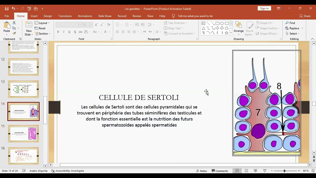 Embryologie: les gamètes partie 3