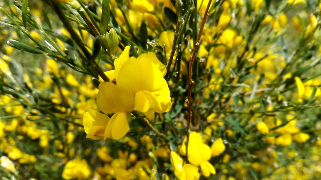 Cytisus scoparius (Broom)