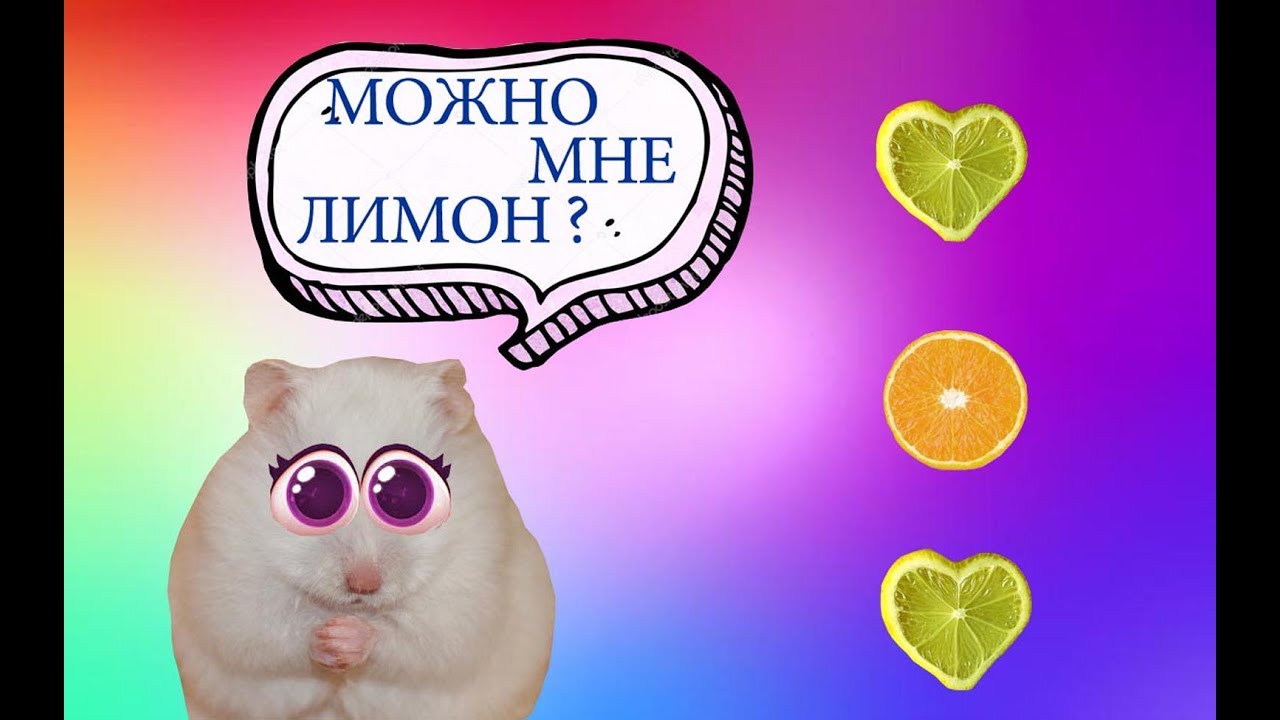 МОЖНО ЛИ ХОМЯКУ ЦИТРУСОВЫЕ ПЛОДЫ?