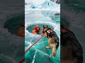 Dog saves person who fell into icy lake#rescue #doglife #dog #cute