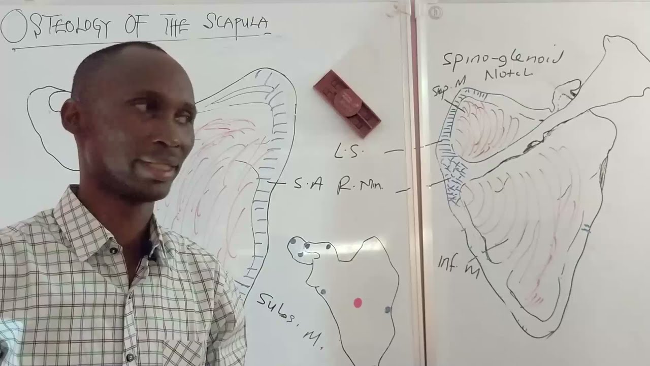 OSTEOLOGY OF THE SCAPULA PART 1 paals anatomy