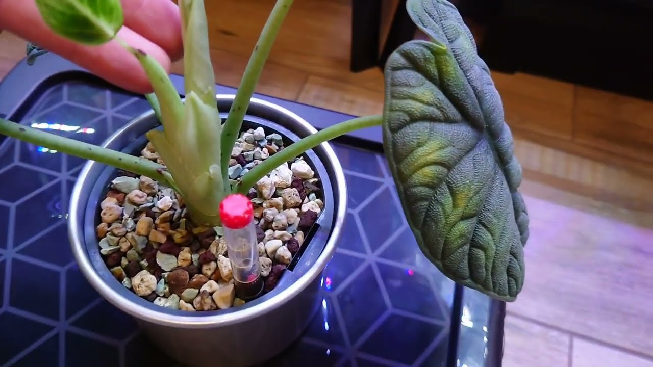 (136) Alokazja Jacklyn i moje najpiękniejsze alokazje oraz kilka  roślinnych prezentów 🌿🌼🌴😁