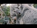 Baby Koala's First Checkup