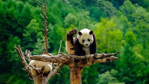 China makes breakthroughs in wild release program for captive-bred pandas