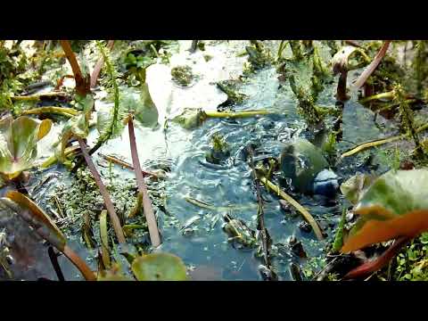 Blue Tit bathing 2