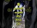 Ref:IctnS9DfZnI                                     5 the most popular gost plase in srilanka #top #gost #holman