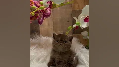Video 3440701: exotic shorthair cattery, exotic shorthair kitten, chocolate exotic shorthair, adorable exotic shorthair, shorthair love, kitten falls, furry