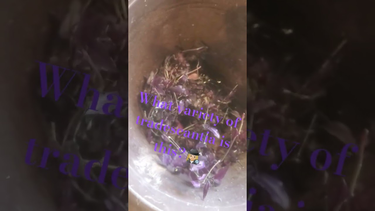 Help | Plant ID | Tradescantia 