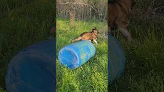 Funny puppy is startled by scary bin #dog #americanakita #akita #scaredpuppy #funnydogs #funnypet