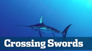 Swordfish Special - Florida Sport Fishing TV - Start To Finish What It Takes To Catch A Swordfish