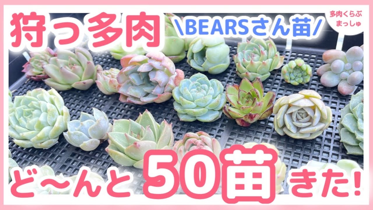 多肉植物】50苗⁉︎真夏に大量の狩っ多肉❣️DOLCE 