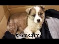 【保護犬】見つけた日→保護した日→家族になった日