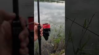 Carp fishing🔥. #carpfishing #carp #fishing #ribolov #saran #fishinglife #pecanje #shorts #viral