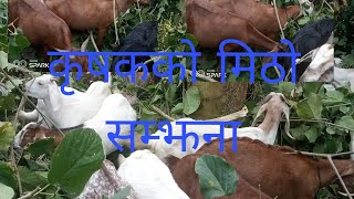 कृषककाे मिठो सम्झना जंगलमा बाख्रा चराउँदै bakhra palan in nepal