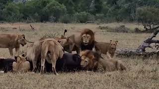 Ndhzenga Male Lions & Kambula Pride on Buffalo Kill | 4 May 2024