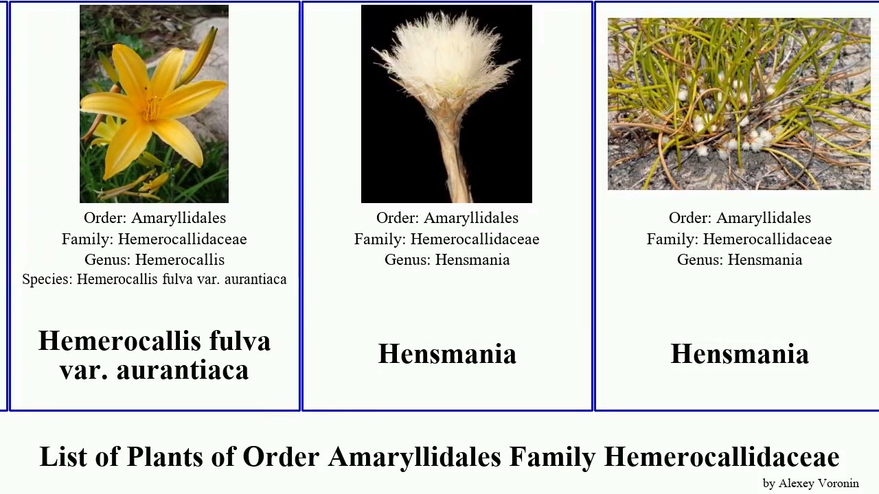 List of Plants of Order Amaryllidales Family Hemerocallidaceae dianella hemerocallis daylily var