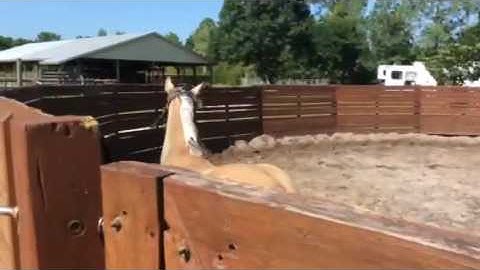 Yearling first round pen