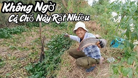 Có Khúc Chổ Lục Bình Bị Cắt Mà Cá Thác Lác, Rô Mề, Cá Trê Hà Mà (Lau Kiếng) Ở Dưới Rất Nhiều